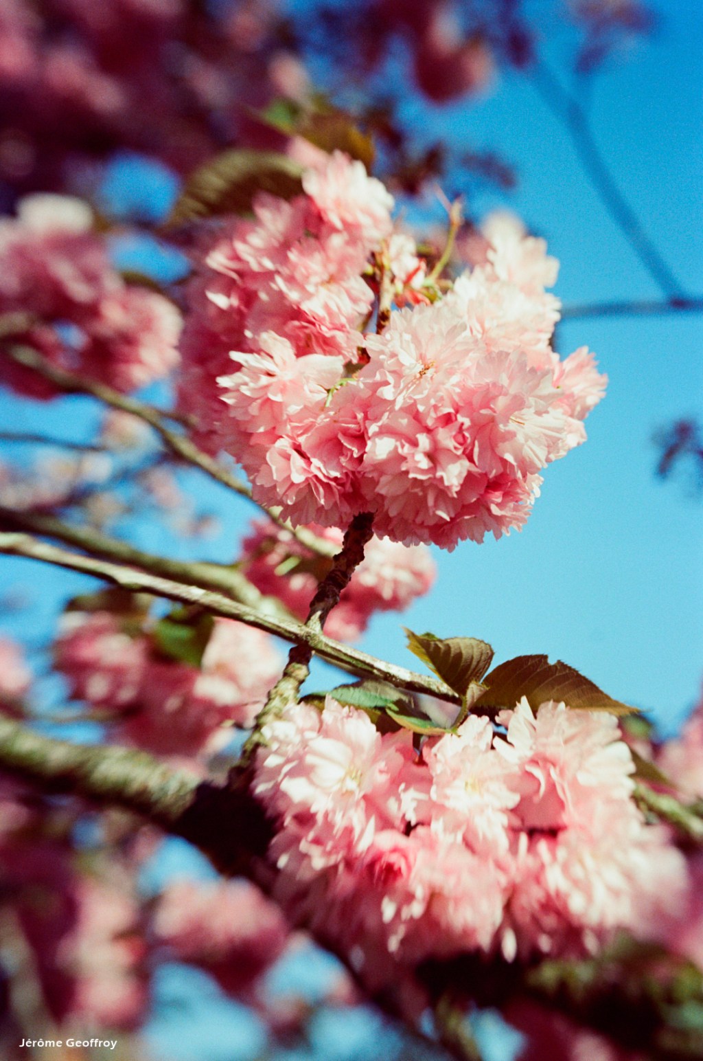 Sunbath 200T –&nbsp;Sakura