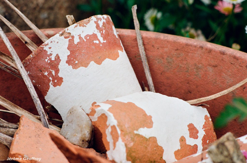 Kodak Colorplus – Dans mon&nbsp;jardin